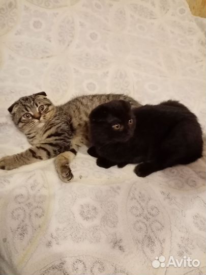 Британские котята