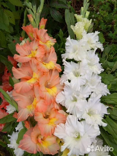 Гладиолусы луковицы