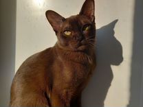 Бурманская кошка вязка