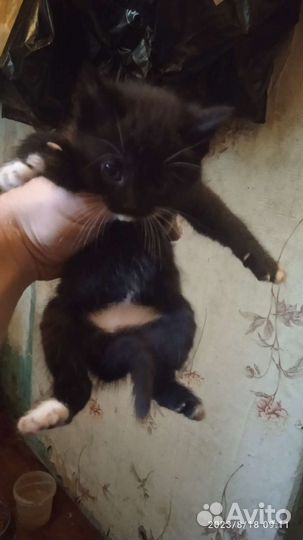 Кошки