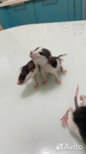 Декоративная крыса дамбо