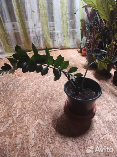 Замиокулькас