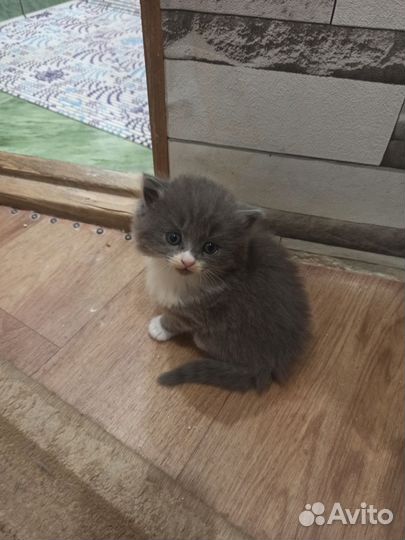 Британская