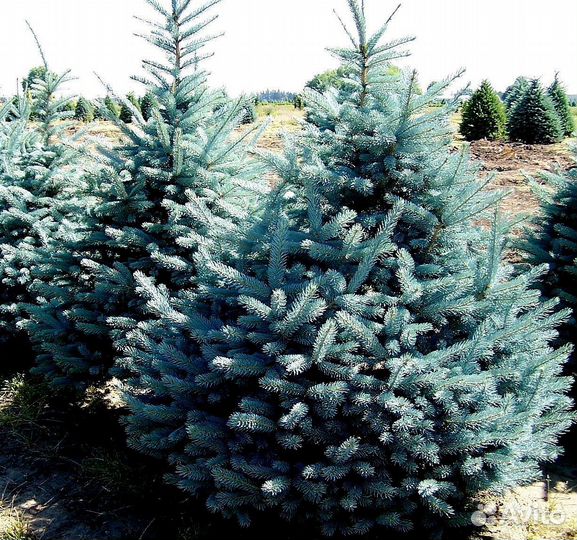 Голубая ель с доставкой