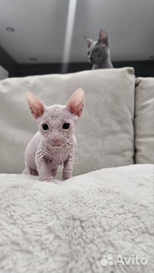 Донской сфинкс