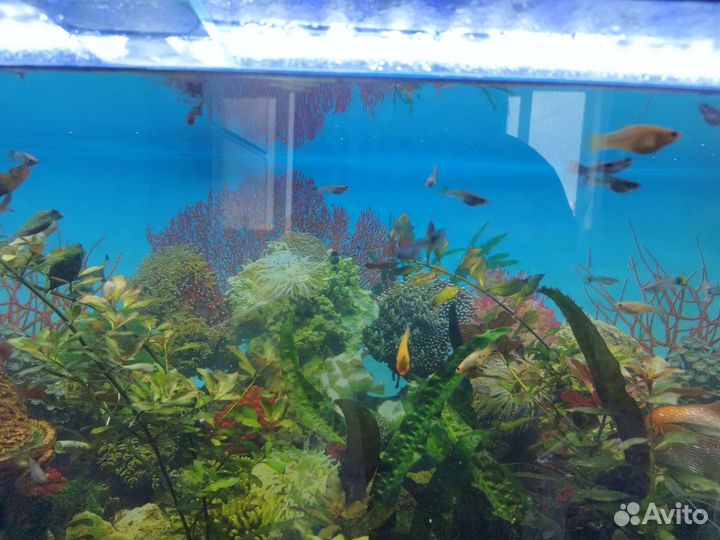 Аквариумистиа