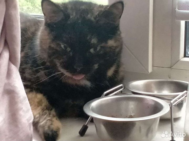 Отдам замечательную кошечку