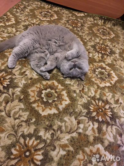 Британская кошка