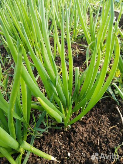 Очиток, ирисы, лук порей, перец