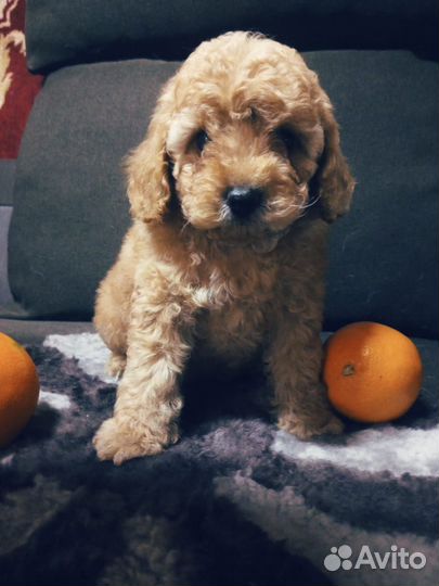 Щенки той пуделя