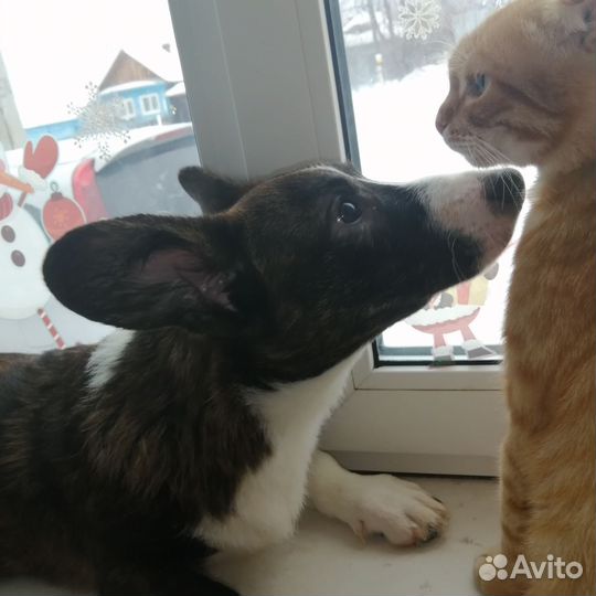 Щенок в добрые руки