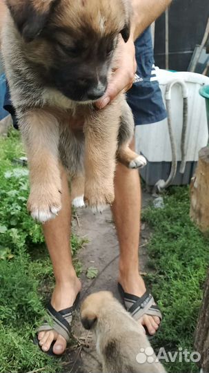 Щенки в добрые руки