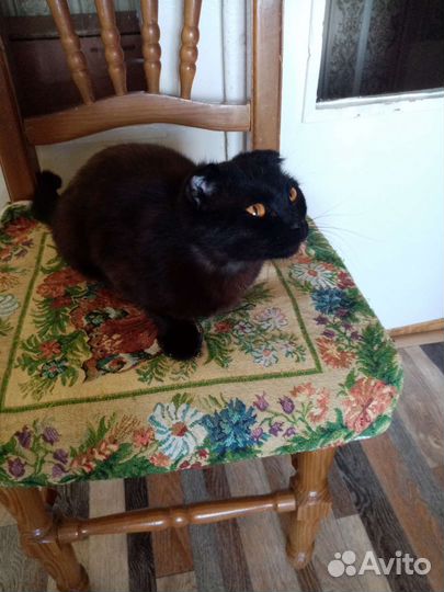 Кошка в дар бесплатно