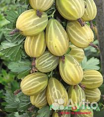 Саженцы вишни, облепихи, смородины, сливы, ежевики