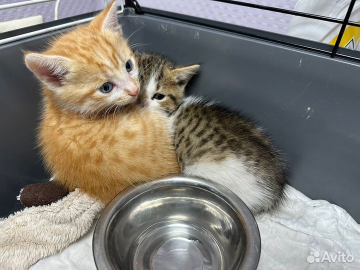 Кошки в добрые руки бесплатно