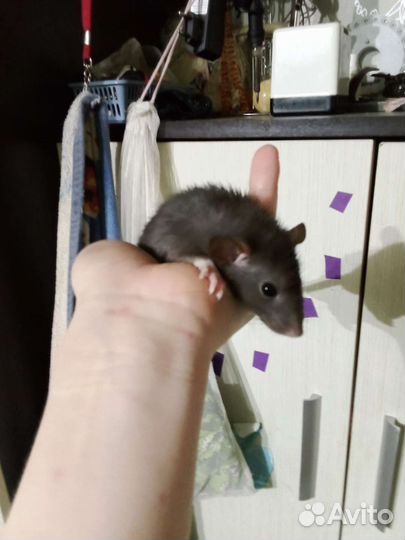 Крысы Дамбо