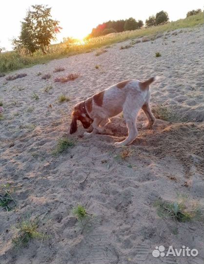 Русский охотничий спаниель щенок