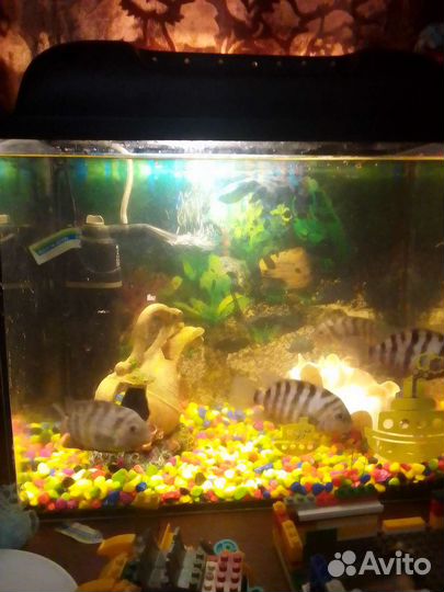 Аквариумные рыбки