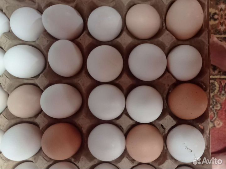 Домашние куриные яйца