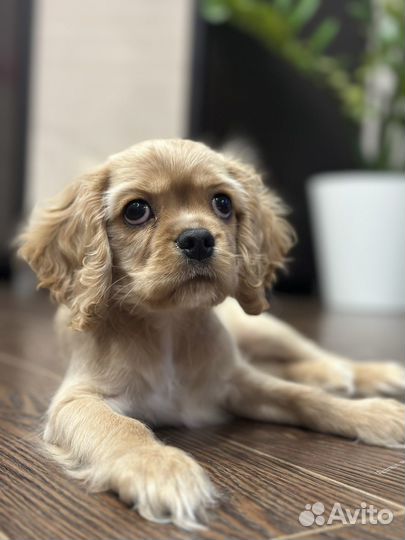 Американский кокер спаниель