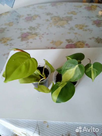 Комнатные цветы разные