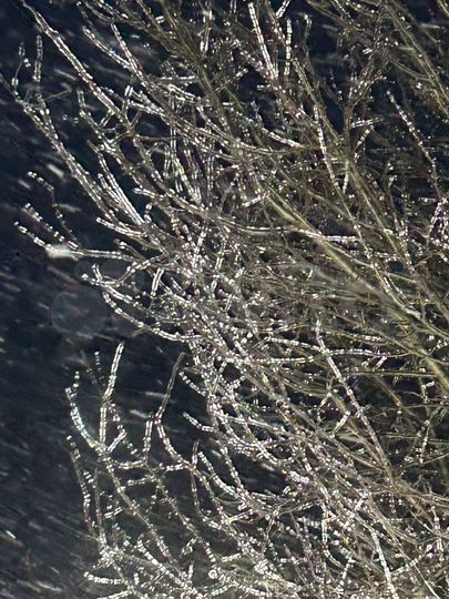 Участок 9 сот. (ИЖС)