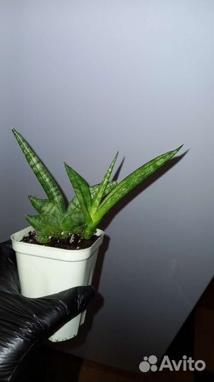 Сансевиерия Boncellensis