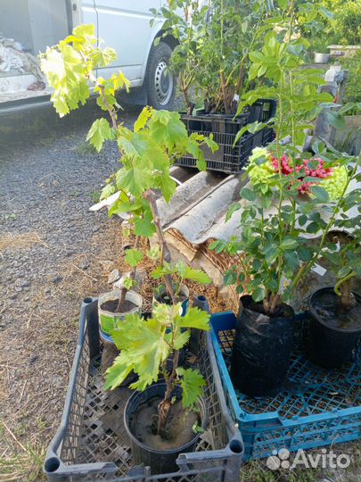 Растения. Гортензия