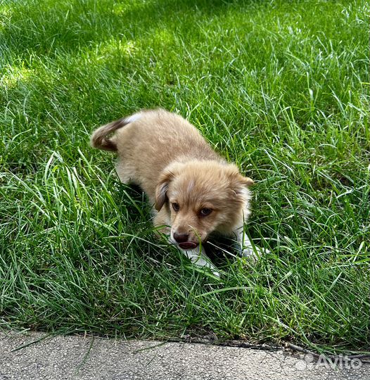 Собака в добрые руки, щенок