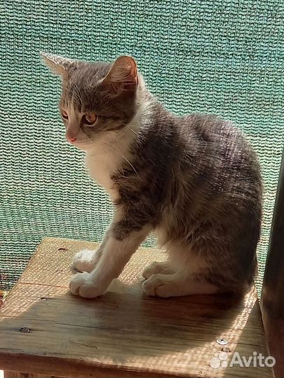 Котик 3,5 месяцев. В добрые руки