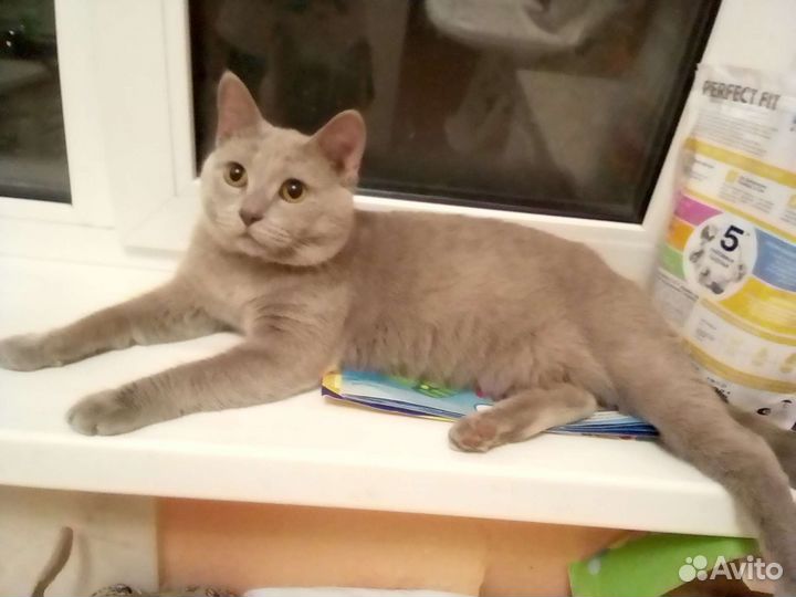 Кот для вязки