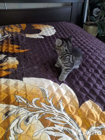 Сиамский котенок(метис) объявление продам
