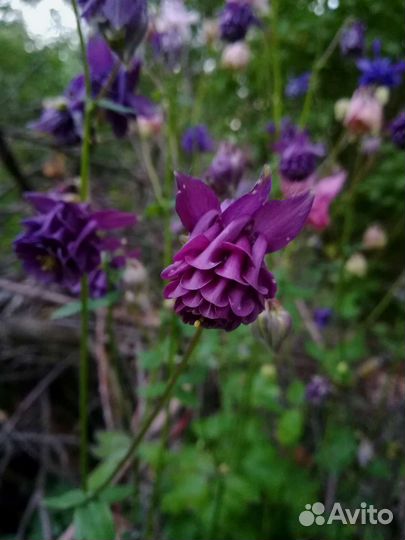 Обновлено печеночница мята садовые растения цветы