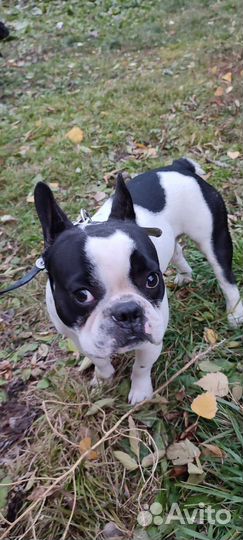 Вязка французкого бульдога