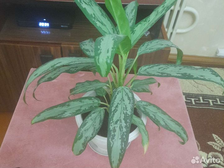 Диффенбахия