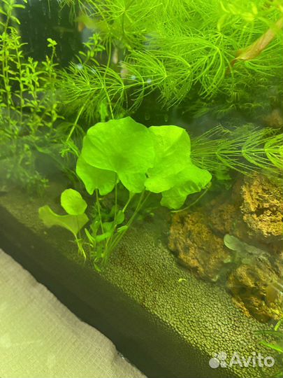 Аквариумные растения / Креветки