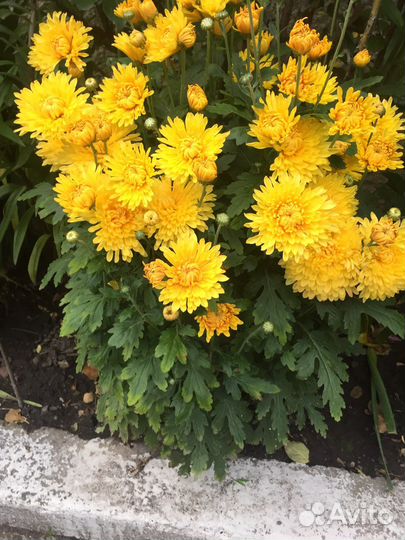 Хризантема