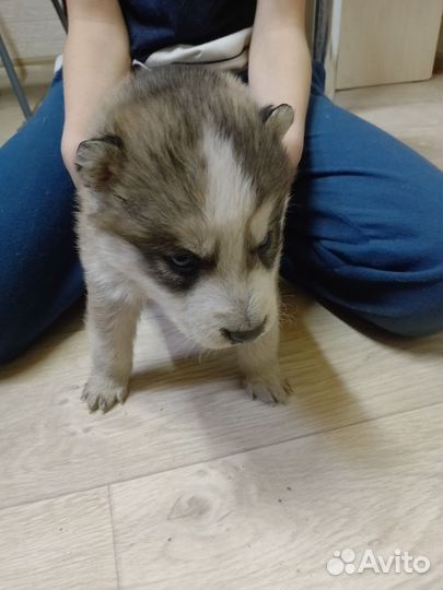 Щенки хаски