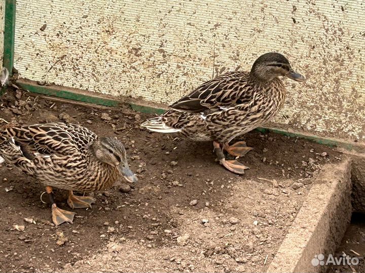 Манные, подсадные утки