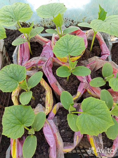 Рассада помидор продажа