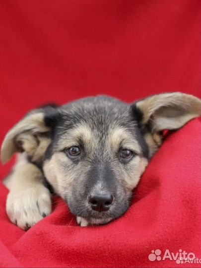 Метис овчарки