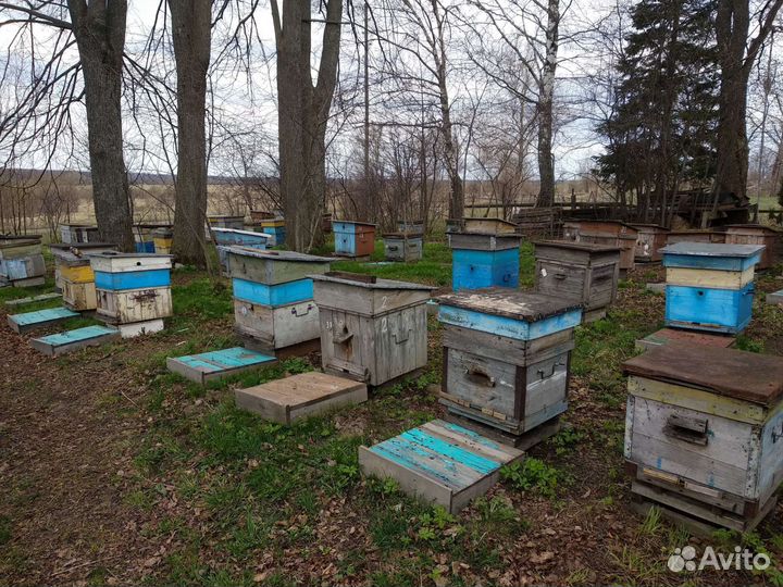 Продам пчелосемьи средне-русской породы