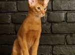 Абисинский котенок