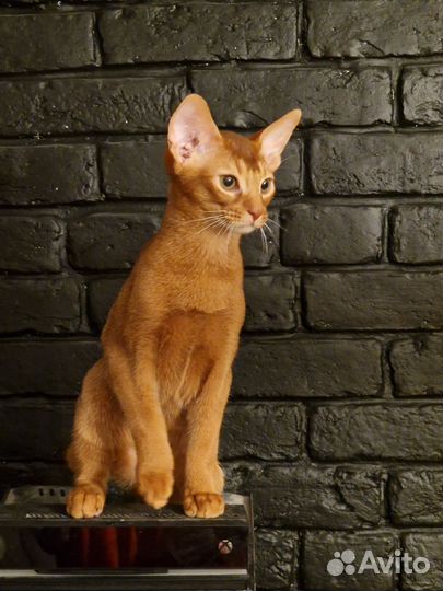 Абисинский котенок