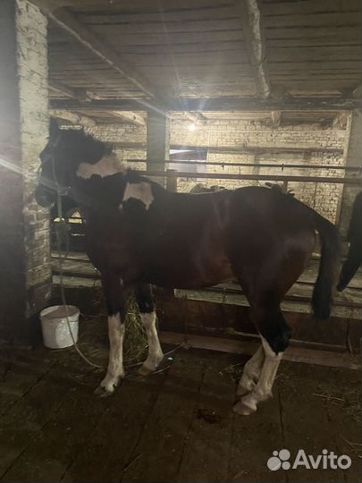 Продам лошадь жеребца