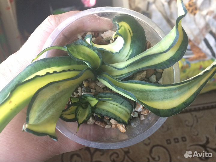 Венди сансевиерия