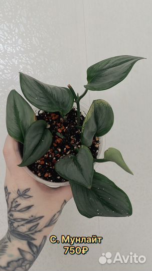 Сциндапсус мунлайт