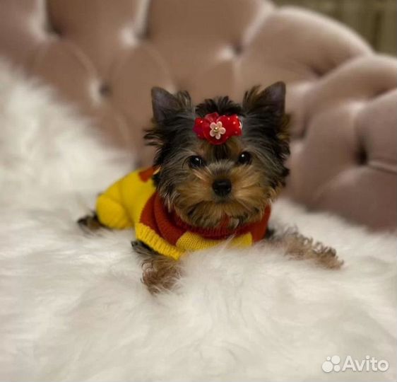 Йоркширский терьер мини