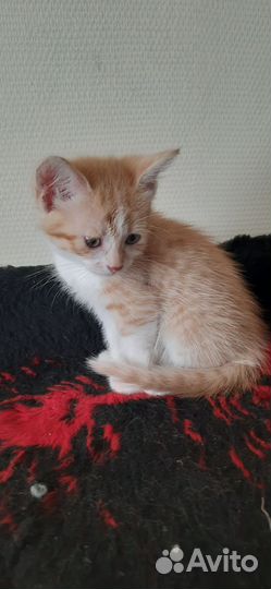 Котята в добрые руки приучены к лотку