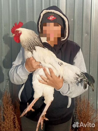 Молодые петушки